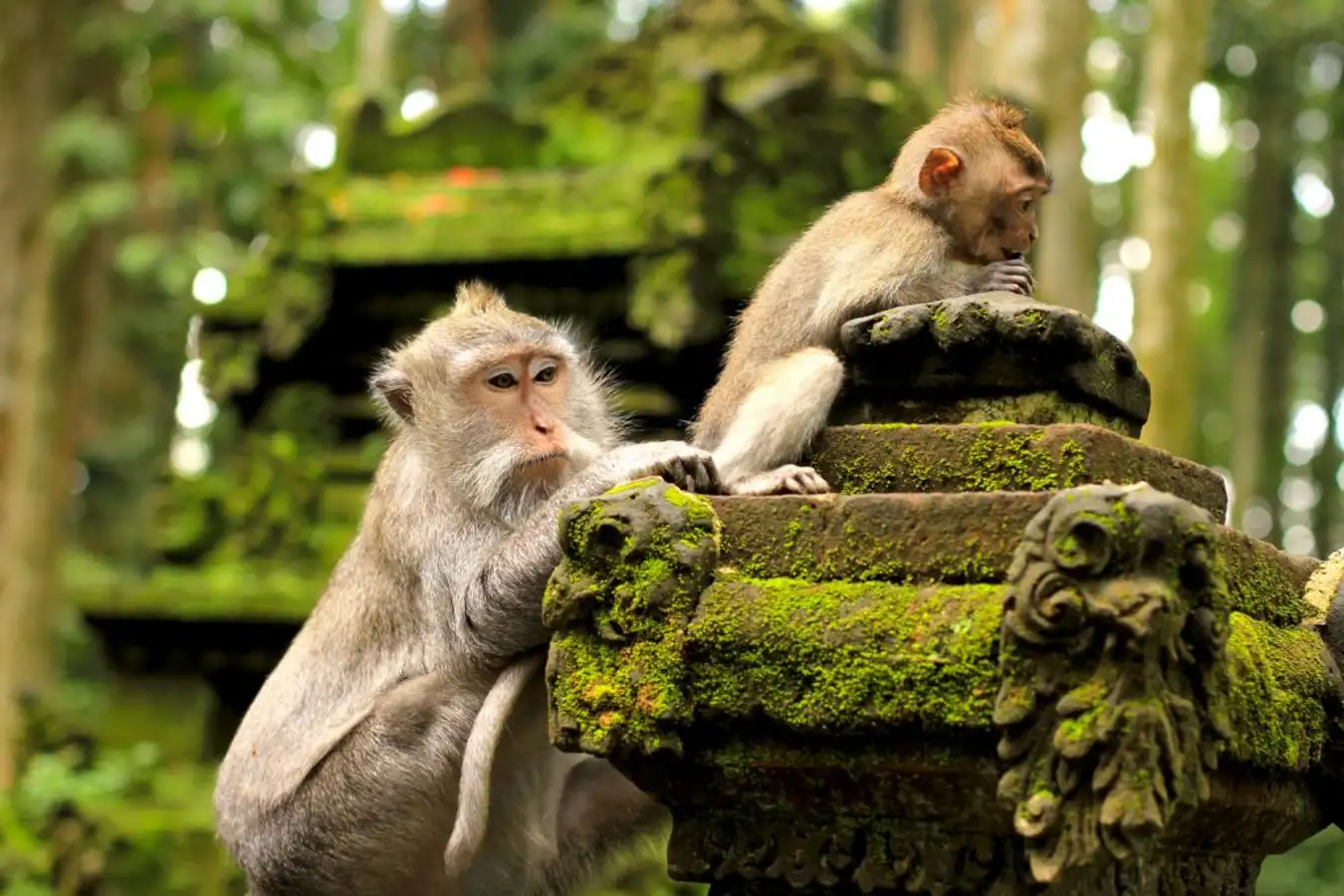 Learn about Bali’s animal diversity